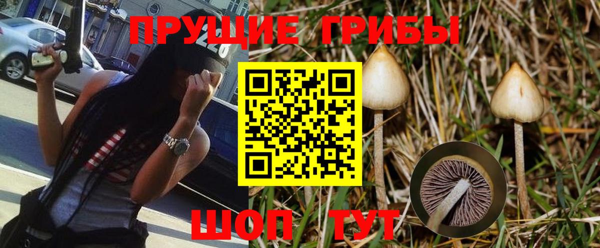 Псилоцибиновые грибы Psilocybe Самара